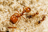 Tropical Fire Ant - Photo (c) Meghan Cassidy, some rights reserved (CC BY-SA), uploaded by Meghan Cassidy