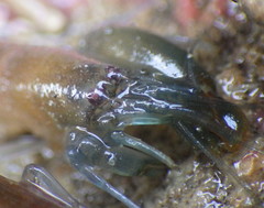 Synalpheus lockingtoni