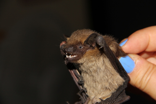 Cnephaeus serotinus