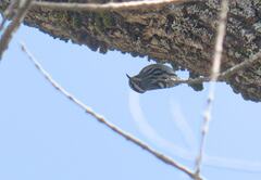Mniotilta varia image