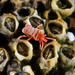 Microtrombidiidae - Photo (c) Lek Khauv, μερικά δικαιώματα διατηρούνται (CC BY), uploaded by Lek Khauv