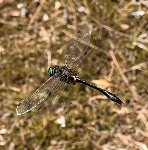 Racket-tailed Emerald photo 6