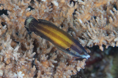Labropsis australis
