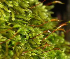 Pseudisothecium cristatum