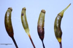 Pseudisothecium cristatum