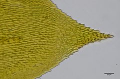 Pseudisothecium cristatum