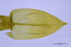 Pseudisothecium cristatum