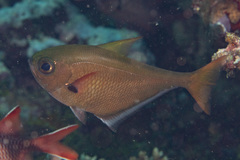 Pempheris oualensis
