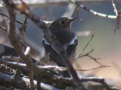 Phoenicurus schisticeps