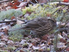 Carpodacus dubius