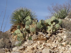 Opuntia discata