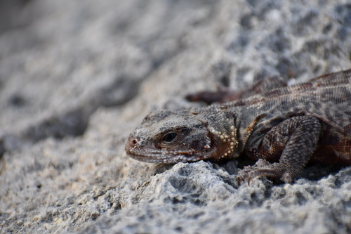 Monserrat Chuckwalla
