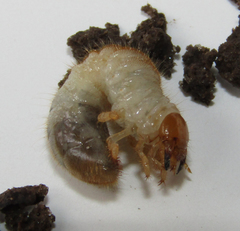 Scarabaeidae