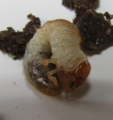 Scarabaeidae