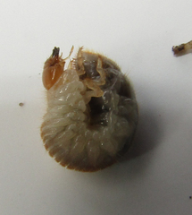 Scarabaeidae