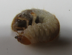 Scarabaeidae
