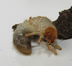 Scarabaeidae