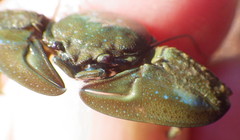 Petrolisthes manimaculis