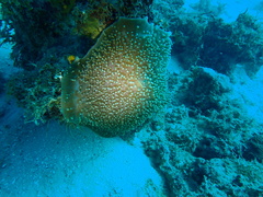 Amplexidiscus fenestrafer