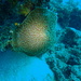 Amplexidiscus fenestrafer