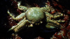Petrolisthes manimaculis