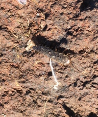 Allacrotelsa spinulata