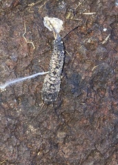 Allacrotelsa spinulata