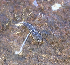 Allacrotelsa spinulata