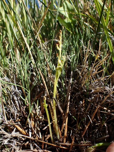 Image of Botrychium ascendens by (c) Martin Purdy, some rights reserved (CC BY)