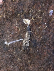 Allacrotelsa spinulata