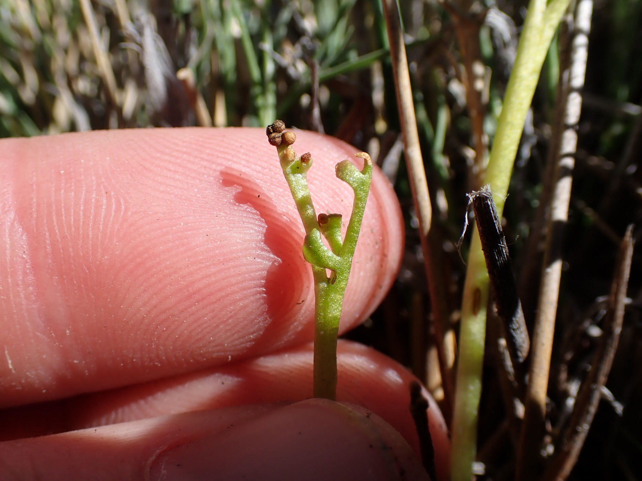 Upswept Moonwort (Botrychium ascendens)