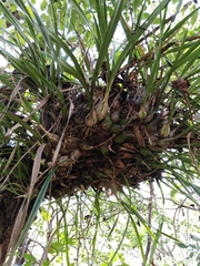 Encyclia