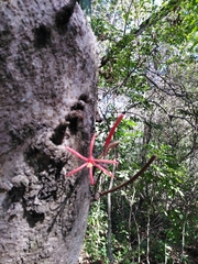 Psittacanthus sonorae