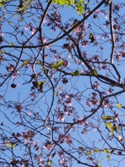 Handroanthus