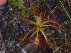Drosera glabripes