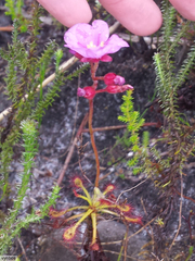 Drosera glabripes