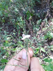 Carlowrightia