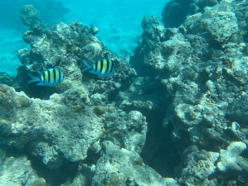 Indo-Pacific Sergeant Major — seen at this dive site