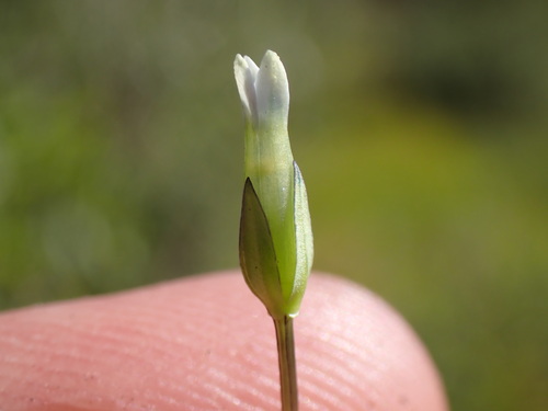 Image of Comastoma tenellum by (c) Martin Purdy, some rights reserved (CC BY)