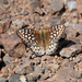 Argynnis callippe comstocki - Photo (c) Rajan Rao,  זכויות יוצרים חלקיות (CC BY-NC), הועלה על ידי Rajan Rao