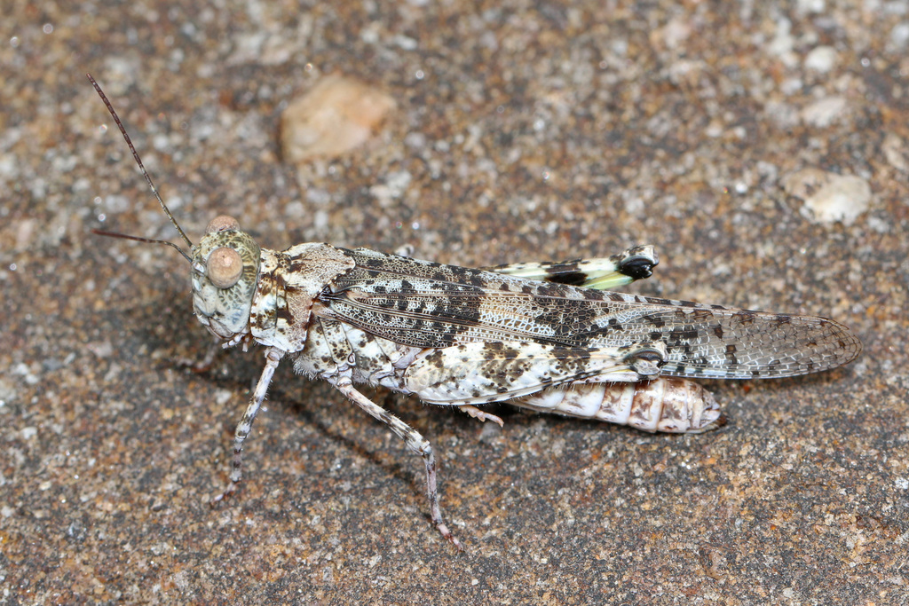 Lichen Grasshopper