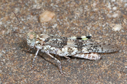 Lichen Grasshopper