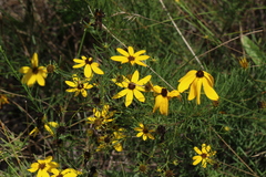 Coreopsis pulchra