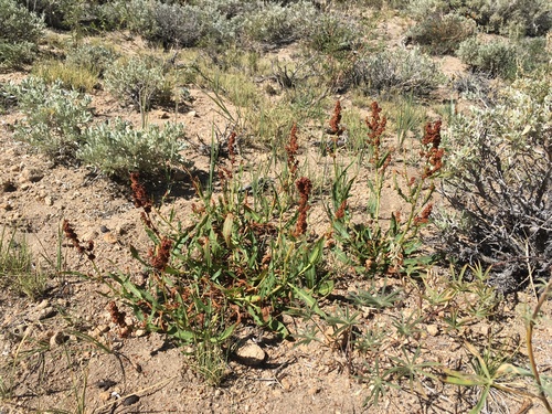 California Dock (Rumex californicus)