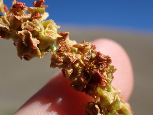 Image of Rumex californicus by (c) Martin Purdy, some rights reserved (CC BY)