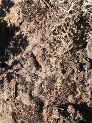 Pheidole clementensis