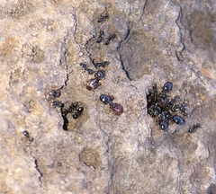 Pheidole clementensis