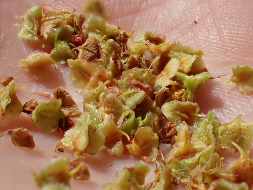 Image of Rumex californicus by (c) Martin Purdy, some rights reserved (CC BY)