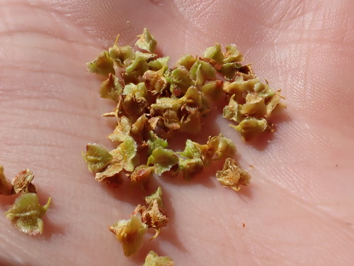 Image of Rumex californicus by (c) Martin Purdy, some rights reserved (CC BY)