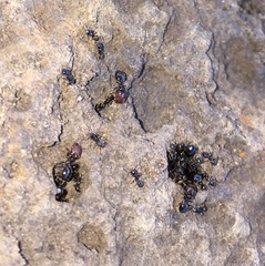 Pheidole clementensis